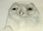 ambiguous_gender beak feathers feral simple_background solo white_background fusca1 guardians_of_ga'hoole boron_(gogh) avian bird horned_owl owl snowy_owl true_owl bust_portrait graphite_(artwork) greyscale headshot_portrait monochrome portrait shaded traditional_media_(artwork)