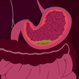 ambiguous_gender ambiguous_pred ambiguous_prey anthro bodily_fluids bone bottomwear bubble bubbling_acid burping clothing death digestion dissolved_clothing esophagus exposed fatal_vore female female_prey genitals guts intestines liver male nipples nude organs overweight overweight_female peril pumping_intestines rugae scared skeleton skirt solo stomach stomach_acid swallowing topwear tube_top vore vulva flightlesslizard monitor_(flightlesslizard) gecko lizard mammal murid murine reptile rodent scalie 1:1 animated hi_res