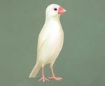 ambiguous_feral ambiguous_gender beak biped black_eyes feathers feral green_background orange_beak simple_background solo standing white_body white_feathers ka92 avian bird java_sparrow passerine 2019