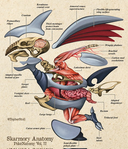 3_toes ambiguous_gender anatomical_diagram anatomical_study anatomy anatomy_chart blue_body bone brain chart cross_section feet feral grey_body guts intestines lung organs paper_background realistic_wings side_view simple_background skeleton skull solo tan_background text toes twitter_handle wings x-ray_view christopher_stoll nintendo pokemon pokenatomy generation_2_pokemon pokemon_(species) skarmory 2022 biological_illustration copyright_name digital_drawing_(artwork) digital_media_(artwork) english_text exploded-view_drawing full-length_portrait hi_res portrait species_name technical_illustration