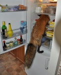 ambiguous_gender appliance bottle butter climbing container czech dairy_products egg feet feral floor fluffy fluffy_tail food fridge fur hindpaw humor inside jar kitchen_appliance looking_away mayonnaise milestone paws photo real shelf solo tail tile tile_floor what najlvin vixey_(real) canid canine fox mammal red_fox true_fox 2013 grandfathered_content photography_(artwork)