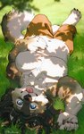 4_toes 5_fingers anthro belly big_pecs black_nose blue_eyes bottomwear branch brown_bottomwear brown_clothing brown_pants claws clothing countershade_face countershade_torso countershading depth_of_field eyebrows feet fingers fluffy fluffy_tail fur grass grey_body grey_fur grey_hair hair hand_on_belly lying lying_on_grass lying_on_ground male musclegut muscular navel neck_tuft on_back on_ground pants paws pecs plant smile solo tail toes tongue tongue_out tuft upside_down noviraine toki_(noviraine) canid canine canis mammal wolf 2025 digital_media_(artwork) signature