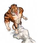 anthro duo erection eyes_closed fellatio genitals male male/male male_penetrated male_penetrating male_penetrating_male muscular oral oral_penetration penetration penile penis sex tail rwolf canid canine canis felid mammal pantherine tiger wolf