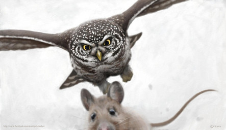 black_eyes brown_body brown_feathers duo feathers feral flying fur hunting markings multicolored_body multicolored_feathers pink_nose quadruped realistic realistic_feral tan_body tan_fur whiskers white_markings yellow_eyes renum63 avian bird owl pygmy_owl true_owl yellow-necked_mouse 2014 artrage_(artwork) detailed digital_media_(artwork)