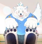 anthro bandage bandage_on_face belly blush fur male overweight pawpads smile solo topknot touching_toes white_body white_fur kamakitoron lifewonders live_a_hero yohack canid canine canis domestic_dog mammal nordic_sled_dog samoyed spitz hi_res