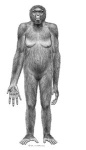 5_fingers anthro breasts female fingers hairy long_arms nipples nude plantigrade simple_background solo jay_h_matternes ardi ape ardipithecus haplorhine hominin mammal primate 2009 low_res monochrome