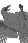 animal_genitalia avian_feet black_body black_feathers claws cloaca cloacal_penis erection feathered_wings feathers feral genitals lying male on_back penis presenting simple_background solo spread_legs spreading tail tail_feathers toe_claws white_background wings peregr1ne kleek aarakocra_(dnd) avian bird corvid corvus_(genus) crow oscine passerine 2:3 hi_res