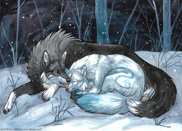 ambiguous_feral ambiguous_gender black_claws black_nose blue_markings claws duo feral fur grey_body grey_fur licking licking_another markings mouth_closed open_mouth outside pawpads pink_pawpads plant snow snowing text tongue tree whiskers white_body white_fur heatherwolf leto_(letodoesart) tannihn canid canine canis fox mammal wolf url