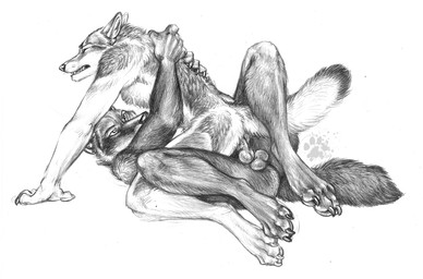 anal anal_penetration animal_genitalia animal_penis anthro balls canine_genitalia canine_penis claws clenched_teeth cowgirl_position duo ears_back erection eyes_closed finger_claws from_front_position fur genitals hand_on_back knot knotted_penis lying male male/male nude nude_anthro nude_male on_back on_bottom on_top pawpads paws penetration penile penile_penetration penis penis_in_ass pivoted_ears pointy_ears prick_ears sex simple_background tail teeth toe_claws white_background blotch scratches_volume_3 canid canine canis coyote mammal wolf 2009 monochrome traditional_media_(artwork)
