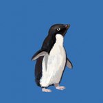 ambiguous_gender beak belly black_body black_feathers blue_background feathers feet feral flippers looking_at_viewer looking_up pink_feet simple_background solo white_belly white_body white_feathers wings kutv adelie_penguin avian bird penguin 1:1 absurd_res hi_res shaded