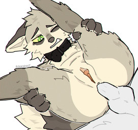anal anal_penetration andromorph andromorph/male andromorph_penetrated anthro balls big_clitoris butt clenched_teeth clitoris collar duo erection fur genitals green_eyes holding_both_legs humanoid_genitalia humanoid_penis humanoid_vulva intersex intersex/male intersex_penetrated legs_up lying male male_penetrating male_penetrating_andromorph male_penetrating_intersex on_back paws penetration penile penile_penetration penis sex simple_background spread_legs spreading tail tan_body tan_fur teeth vulva rookspirit max_(rookspirit) canid canine fox mammal hi_res trans_(lore) trans_man_(lore)