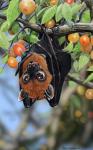 ambiguous_gender bat_wings biped black_body black_exoskeleton black_fur black_spots black_wings blue_body blue_exoskeleton blurred_background branch brown_body brown_eyes brown_fur clinging duo exoskeleton facial_markings feral folded_wings food fruit fur hanging_from_branch head_markings in_tree leaf licking licking_lips light looking_up markings mask_(marking) membrane_(anatomy) membranous_wings multicolored_body multicolored_exoskeleton multicolored_fur nature on_branch outside pink_tongue plant predator/prey self_lick shadow size_difference snout solo_focus spots spotted_body spotted_exoskeleton tongue tongue_out tree two_tone_body two_tone_exoskeleton two_tone_fur upside_down winged_arms wings psithyrus arthropod bat beetle eupholus flying_fox indian_flying_fox insect mammal megabat weevil 2012 digital_media_(artwork) digital_painting_(artwork) hi_res lighting painting_(artwork)