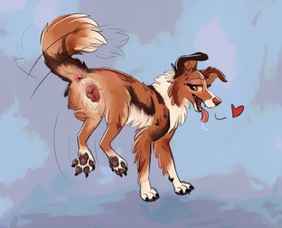 anatomically_correct anatomically_correct_genitalia anatomically_correct_vulva animal_genitalia animal_vulva anus bodily_fluids butt canine_genitalia canine_vulva female feral fur genitals heart_symbol jumping looking_at_viewer looking_back multicolored_body multicolored_fur pawpads paws presenting presenting_anus presenting_hindquarters presenting_vulva saliva saliva_string seductive solo tongue tongue_out vulva queenkoko australian_shepherd canid canine canis domestic_dog herding_dog mammal pastoral_dog sheepdog absurd_res hi_res