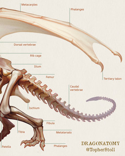 ambiguous_gender bone claws feral membrane_(anatomy) membranous_wings side_view skeleton solo tail text twitter_handle wing_claws wings christopher_stoll dragonatomy mythology dragon mythological_creature mythological_scalie scalie 2025 4:5 biological_illustration copyright_name digital_drawing_(artwork) digital_media_(artwork) english_text hi_res technical_illustration