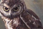 2014 avian beak bird blotch feral fur owl solo wings