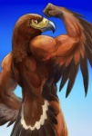 abs anthro athletic beak biceps biped brown_body brown_feathers feathered_wings feathers flexing gradient_background grin looking_at_viewer looking_back male muscular muscular_anthro muscular_male nude orange_eyes pose rear_view simple_background smile solo standing winged_arms wings gweek accipitrid accipitriform avian bird harris's_hawk