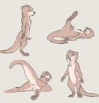 animal_genitalia anthro anus balls biped blush digitigrade erection genitals legs_up looking_at_viewer looking_back lying male nude on_back on_front penis presenting raised_tail sheath simple_background solo standing tail tail_anus tuke mammal mustelid otter 2018 hi_res multiple_scenes sketch