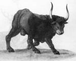 balls feral genitals horn male presenting presenting_balls solo teodoro_ghisi aurochs bovid bovine mammal recently_extinct_species 16th_century ancient_art formal_art hi_res monochrome traditional_media_(artwork)