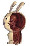 ambiguous_gender anatomy anthro big_ears big_head bone cursed_image fur gore horror_(theme) inside internal japanese nightmare_fuel open_mouth simple_background sitting skeleton skull what where_is_your_god_now white_background white_body white_fur why nolentir chiikawa usagi_(chiikawa) lagomorph leporid mammal rabbit detailed digital_drawing_(artwork) digital_media_(artwork) hi_res