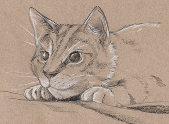 ambiguous_gender feral front_view fur lying mouth_closed on_front paper_background short_snout snout solo whisker_spots whiskers deriaz domestic_cat felid feline felis mammal 2014 graphite_(artwork) half-length_portrait hatching_(art) monochrome portrait sepia shaded traditional_media_(artwork)