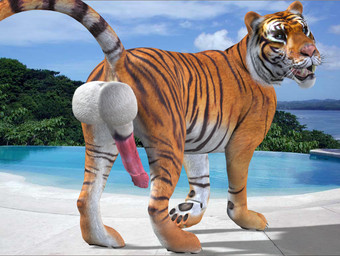 animal_genitalia balls big_balls big_penis erection feral fur genitals huge_balls looking_at_viewer male orange_body orange_fur penis pose realistic_feral solo water white_body white_fur tapiko felid mammal pantherine tiger 3d_(artwork) archived_source digital_media_(artwork)