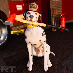 621_(number) anatomically_correct anatomically_correct_genitalia anatomically_correct_penis animal_genitalia animal_penis armor aroused axe balls blue_eyes bodily_fluids canine_genitalia canine_penis collar detailed_background dripping extinguished_fire feral fire_axe fire_engine fire_station firefighter_helmet fur genital_fluids genitals headgear helmet holding_in_mouth holding_object looking_at_viewer male male_feral markings one_eye_closed outside penis precum precum_drip puddle sheath sitting sitting_on_ground smile solo spots spotted_body tail teeth truck vehicle white_body white_fur wink winking_at_viewer raytross canid canine canis dalmatian domestic_dog mammal 1:1 2026 3d_(artwork) absurd_res blender_(artwork) blender_cycles_(artwork) digital_media_(artwork) hi_res watermark