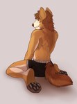 anthro clothing male solo underwear koyotesol scott_(corgipudding) canid canine canis domestic_dog herding_dog mammal pastoral_dog welsh_corgi hi_res