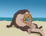 animal_genitalia anthro anthro_on_feral anthro_penetrated anthro_prey anus balls beach bestiality bodily_fluids brown_eyes countershade_fur countershading deep_throat duo erection feet feet_first fellatio female female_anthro female_penetrated female_prey feral feral_penetrating feral_penetrating_anthro feral_pred fur genitals handjob larger_feral larger_male larger_pred lying male male/female male_feral male_penetrating male_penetrating_female male_pred markings membrane_(anatomy) neck_bulge on_back oral oral_penetration oral_vore partially_inside penetration penile penile_penetration penis penis_in_mouth saliva sand sea sex sheath size_difference smaller_anthro smaller_female spots spotted_body spotted_fur tail tan_body tan_fur toes vore water webbed_feet whiskers willing_prey strega callie_(strega) ambient_bird cheetah felid feline mammal mustelid otter 2022 hi_res