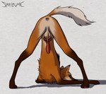 animal_genitalia animal_penis anus ass_up ball_tuft balls butt canine_genitalia canine_penis digitigrade erection feral fur genitals jack-o'_pose knot male orange_body orange_fur penis pose presenting quadruped simple_background solo tuft septicemic_(artist) canid canine mammal maned_wolf hi_res shaded