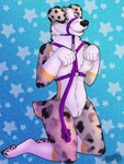 anthro bdsm begging begging_pose breasts collar female genitals halter harness harness_ring head_harness leash nipples o-ring pattern_background pose pussy ring_(hardware) simple_background solo star star-shaped_background star_polygon thatblackfox_(artist) fetishbruary australian_shepherd canid canine canis domestic_dog herding_dog mammal pastoral_dog sheepdog merle_(disambiguation) 3:4 absurd_res hi_res