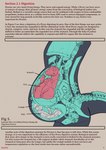 aircraft ambiguous/ambiguous ambiguous_gender ambiguous_pred anatomy anthro bodily_fluids diagram digestion fully_inside group information information_label internal larger_ambiguous lore machine male male/ambiguous oral_vore organs size_difference smaller_ambiguous smaller_male stomach stomach_acid text vehicle vore grayviz aircraft_humanoid human living_aircraft living_machine living_vehicle mammal scalie biological_illustration digital_media_(artwork) english_text hi_res medical_illustration model_sheet technical_illustration