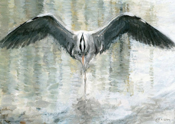 black_markings feathers feral grey_body grey_feathers markings on_water solo spread_wings water white_markings wings renum63 avian bird heron pelecaniform 2014 acrylic_painting_(artwork) painting_(artwork) traditional_media_(artwork) traditional_painting_(artwork)