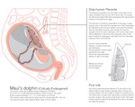 ambiguous_gender anatomy cross_section female feral fetus internal interspecies interspecies_pregnancy placenta pregnant text umbilical_cord ai_hasegawa cetacean dolphin human mammal marine toothed_whale english_text story story_in_description video_in_description