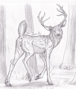 andromorph animal_genitalia animal_vulva antlers anus detailed_background female feral forest fur genitals hooves horn intersex looking_back outside plant presenting presenting_anus presenting_vulva raised_tail solo tail tail_anus text tree underhoof unguligrade vulva walking lizet jayne_doe deer mammal 2017 character_name dated english_text graphite_(artwork) greyscale monochrome sketch traditional_media_(artwork)