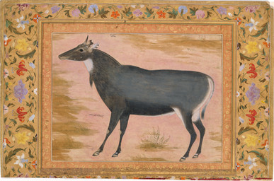 2_horns animal_genitalia barely_visible_genitalia barely_visible_sheath broken_horn feral fully_sheathed genitals grass hooves horn male male_feral neck_tuft picture_frame plant quadruped sheath side_view solo standing tail tail_tuft text tuft unguligrade ustad_mansur public_domain antelope bovid bovine mammal nilgai 17th_century absurd_res ancient_art formal_art gouache_(artwork) hi_res huge_filesize painting_(artwork) persian_text signature traditional_media_(artwork) traditional_painting_(artwork) translated