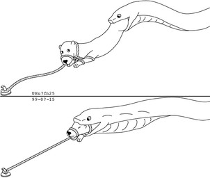 almost_fully_inside bound_prey duo feet_first feral feral_pred feral_prey forced larger_pred male male/male nude nude_male nude_pred nude_prey open_mouth oral_vore partially_inside simple_background size_difference swallowing two_panel_image unwilling_prey vore white_background willing_pred urbanhermit mammal mustelid otter reptile scalie snake 1999 black_and_white dated monochrome