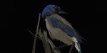 ambiguous_gender beak black_background black_beak blue_body blue_feathers branch feathers feral simple_background solo tan_body tan_feathers obelisk398 avian bird california_scrub_jay corvid jay_(bird) new_world_jay oscine passerine scrub_jay digital_media_(artwork) digital_painting_(artwork) tagme