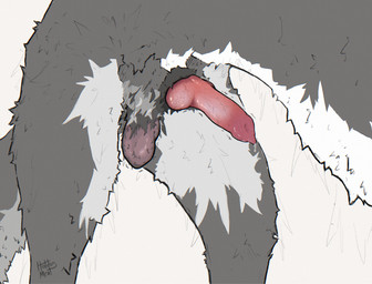 anatomically_correct anatomically_correct_genitalia anatomically_correct_penis animal_genitalia animal_penis balls black_body black_fur bodily_fluids canine_genitalia canine_penis close-up dripping erection feral fur genital_fluids genitals glistening glistening_genitalia glistening_penis hairless_balls knot knotted_penis leaking_precum male penis precum precum_drip quadruped solo standing three-quarter_view tuft white_body white_fur hotdogmeat border_collie canid canine canis collie domestic_dog herding_dog mammal pastoral_dog sheepdog 2025 digital_media_(artwork) hi_res