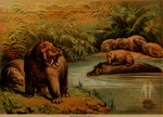 ambiguous_gender feral group open_mouth partially_submerged plant quadruped size_difference teeth water young young_feral hugh_craig public_domain common_hippopotamus hippopotamid mammal 1897 19th_century ancient_art hi_res traditional_media_(artwork)