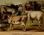 1897 19th_century ancient_art animal_genitalia bovid bovine brown_body brown_fur cattle english_text female feral fur genitals group hi_res hooves horn hugh_craig male mammal plant public_domain quadruped sheath tail tail_tuft teats text traditional_media_(artwork) tuft udders zebu zebuine_cattle