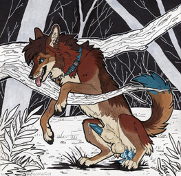 anal anal_penetration animal_genitalia animal_penis balls black_claws black_nose blue_collar blue_eyes blue_penis blue_tail_tip bodily_fluids brown_body brown_fur brown_tail canine_genitalia canine_penis claws collar dildo dipstick_tail ear_piercing ear_ring feral fur genital_fluids genitals knot knotted_dildo male markings object_in_ass penetration penis piercing precum ring_piercing sex_toy sex_toy_in_ass sex_toy_insertion sheath solo tail tail_markings tongue tongue_out whiskers white_balls heatherwolf canid canine canis coyote mammal hi_res