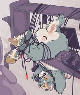 anthro anus backsack balls bdsm blush bondage bound computer computer_keyboard computer_monitor desk electronics furniture genitals hooves horn male short_tail solo table tail tangled_legs tangled_up hijen thesphur_(thesphur) bovid caprine goat mammal absurd_res hi_res huge_filesize