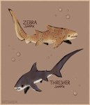 2020 ambiguous_gender border brown_background brown_border bubble carpet_shark countershade_torso countershading dot_eyes duo english_text feral fin fish gills grey_body hi_res mackerel_shark marine markings restricted_palette riftskeen shark simple_background species_name spots spotted_body tail tan_body tan_theme text thresher_shark zebra_shark