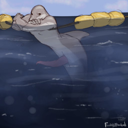 animal_genitalia animal_penis anthro athletic athletic_anthro athletic_male blush cetacean_genitalia cetacean_penis crossed_arms erection floating genitals glistening glistening_body glistening_skin grey_body legless looking_at_viewer male merdolphin penis sea solo split_form tapering_penis water freshly_uprooted aquatic cetacean dolphin mammal merfolk oceanic_dolphin toothed_whale 1:1 hi_res sketch