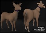 big_ears border brown_body brown_fur collar collar_only female feral fur green_eyes looking_at_viewer looking_back nude solo white_border doriyote blender_eevee juniper_(laserkitten) deer mammal new_world_deer white-tailed_deer 3d_(artwork) blender_(artwork) digital_media_(artwork) hi_res