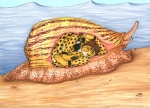 ambiguous_gender anthro beach cone duo feral male outside paralyzing seaside soft_vore swallowing tail vore taen kibacheetah aquatic_gastropod cheetah cone_snail felid feline fish gastropod mammal marine mollusk sea_snail snail 2011 traditional_media_(artwork)