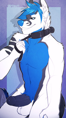 5_fingers anthro athletic athletic_anthro athletic_male balls bdsm biped black_body black_fur black_sclera blue_body blue_eyes blue_fur blue_hair blue_nose circumcised collar erection featureless_chest fingers fur genitals hair humanoid_genitalia humanoid_penis leash leash_pull male multicolored_body multicolored_fur navel penis petplay roleplay smile solo white_body white_fur dominate_(artist) canid canine canis mammal wolf 2015