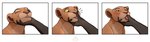 blush boop disembodied_hand duo eyes_closed female feral finger_in_mouth fur nose_boop petting simple_background solo_focus sucking thumb_suck tongue tongue_out white_background elicitie disney the_lion_king nala_(the_lion_king) felid lion mammal pantherine 2022 hi_res