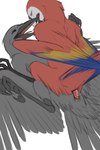 animal_genitalia avian_feet black_body black_feathers blue_body blue_feathers cloaca cloacal cloacal_penetration cloacal_penis cowgirl_position duo feathers female female_feral female_penetrated feral feral_on_feral feral_penetrated feral_penetrating feral_penetrating_feral from_front_position genitals lying male male/female male_feral male_penetrating male_penetrating_female on_back on_bottom on_top penetration penis red_body red_feathers sex simple_background solo spread_legs spreading white_background wings yellow_body yellow_feathers peregr1ne kleek aarakocra_(dnd) avian bird corvid corvus_(genus) crow macaw neotropical_parrot oscine parrot passerine true_parrot 2:3 hi_res