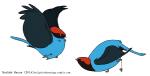 2014 2_toes artist_name avian beak bent_over biped bird black_body black_eyes black_face black_feathers black_tail black_tail_feathers black_text black_wings blue_body blue_feathers blue_manakin blue_tail blue_tail_feathers dark_text dark_wings digital_drawing_(artwork) digital_media_(artwork) duo eye_contact feathered_wings feathers featureless_crotch feet feral flat_colors flying folded_wings full-length_portrait grey_beak jamminbison looking_at_another looking_down looking_up male manakin midair monotone_wings multicolored_body multicolored_face multicolored_feathers multicolored_tail_feathers narrow_legs new_world_suboscine passerine piprid portrait raised_arm raised_wings red_body red_face red_feathers separated_wing_tips side_view simple_background small_beak standing suboscine tail tail_feathers text toes toony two_tone_face two_tone_tail two_tone_tail_feathers url white_background winged_arms wings year